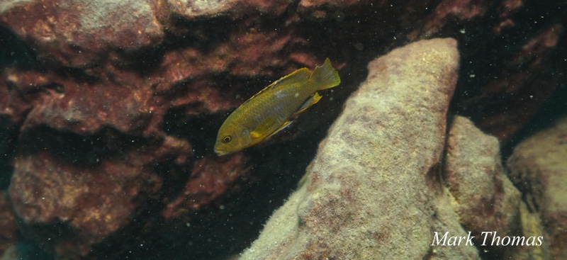 Iodotropheus sprengerae 'Makokola Reef'
